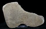 Large Polished Agatized Dinosaur Bone Section - x #21346-2
